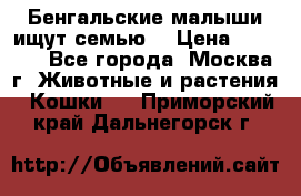 Бенгальские малыши ищут семью) › Цена ­ 5 500 - Все города, Москва г. Животные и растения » Кошки   . Приморский край,Дальнегорск г.